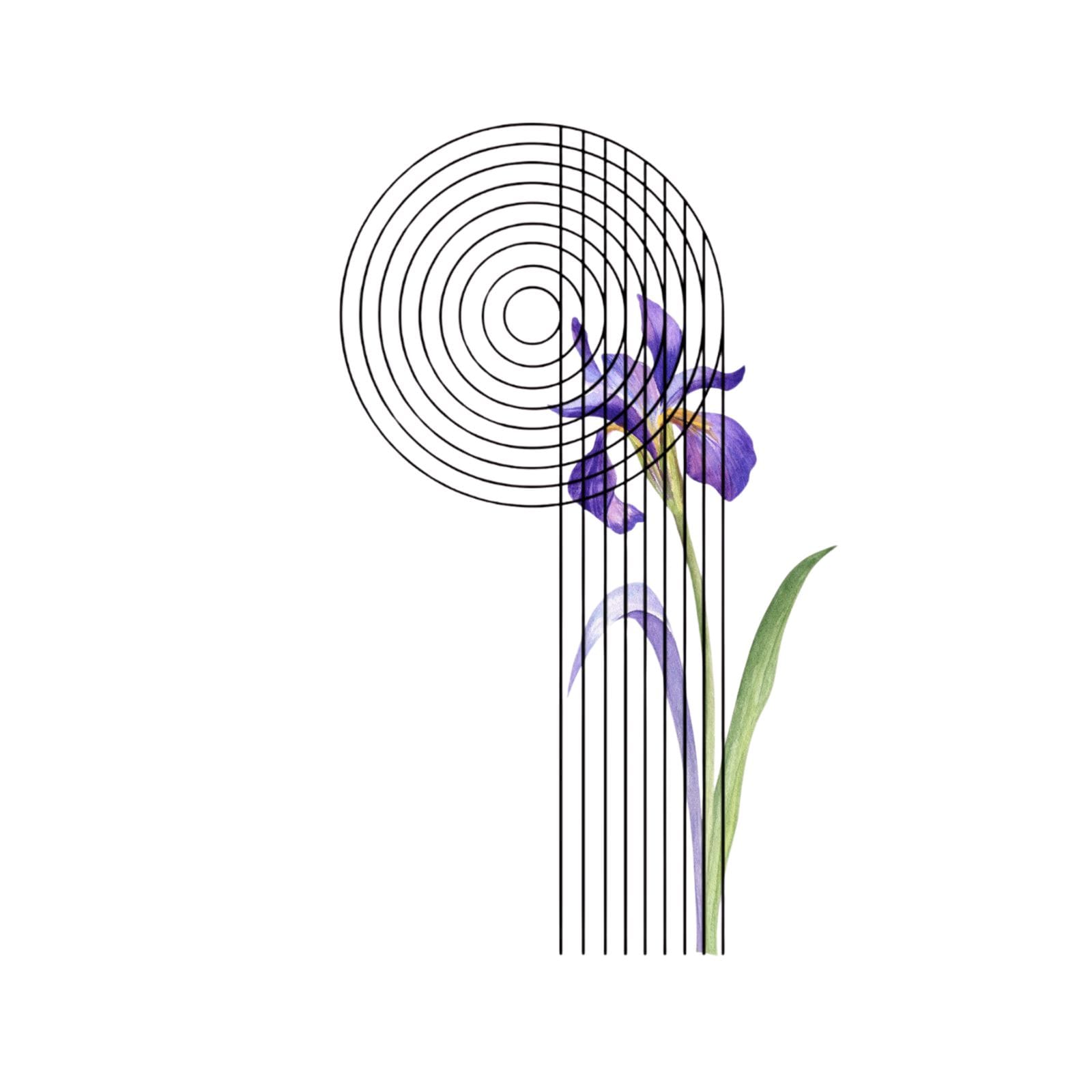 Anxiety Free Revolution iris mark